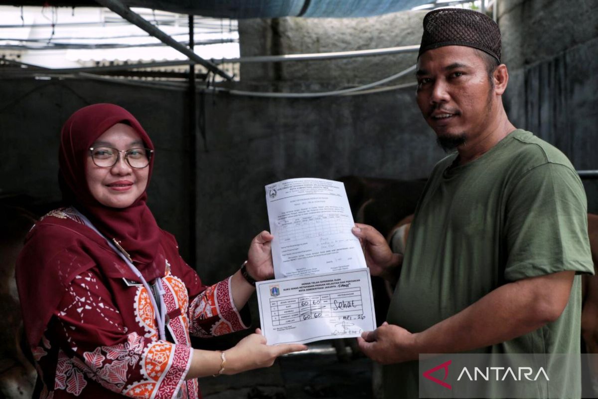 East Jakarta Food Security, Maritime and Agriculture Sub-District Office installs SKKH stickers at sacrificial animal sales locations