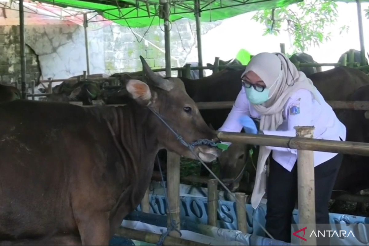 Ahead of Eid al-Adha, sacrificial animals in West Jakarta given anti-stress vitamins