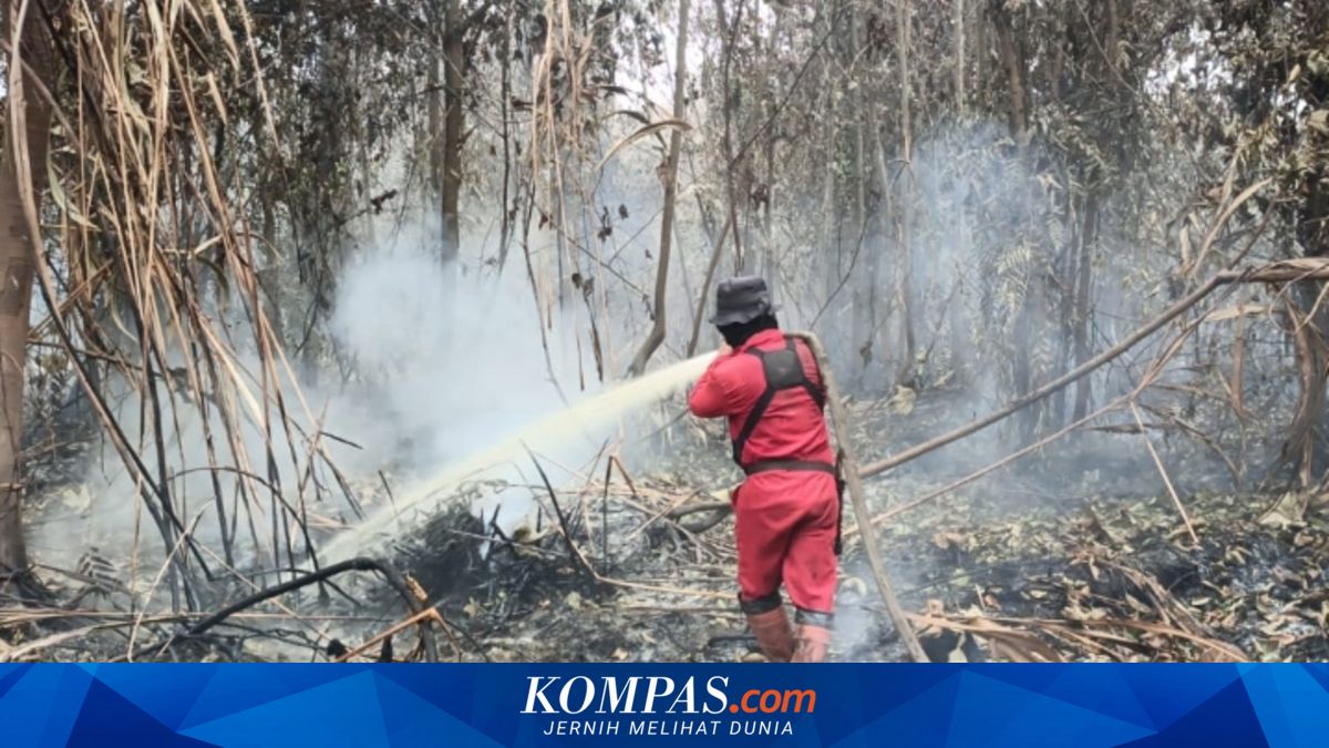 El Niño to Make 2026 Dry Season Drier, UGM Expert Warns of Land and Forest Fire Risks