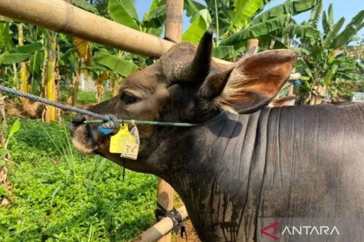 South Jakarta Bans Sacrificial Animal Traders from Using Public Facilities Ahead of Eid al-Adha