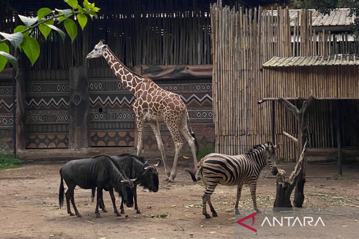 TSI committed to preserving cultural values in managing Bandung Zoo