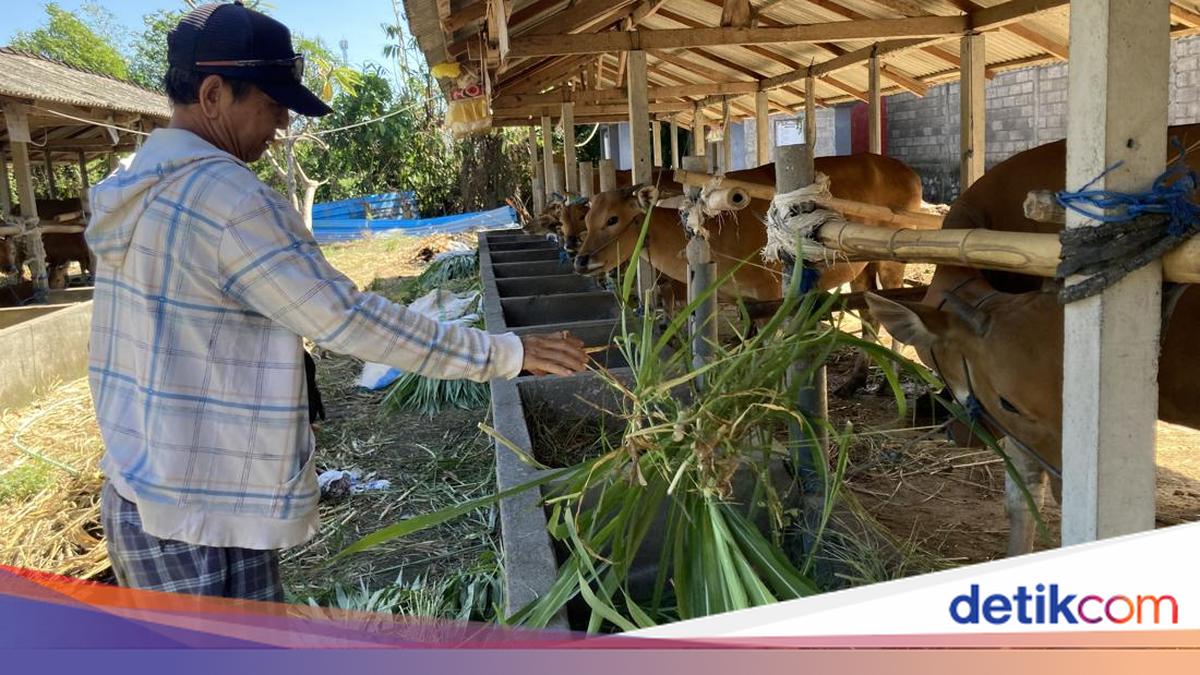 Livestock Farmers in Klungkung Reveal Difficulties Selling Cattle Ahead of Eid al-Adha