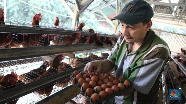 People's Chicken Farmers Demand Full Involvement in MBG Programme