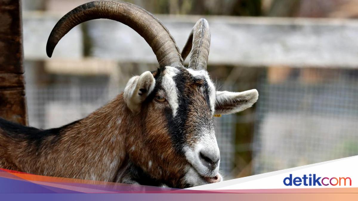 Ahead of Eid al-Adha, Goat and Sheep Prices in Yogyakarta Drop Instead