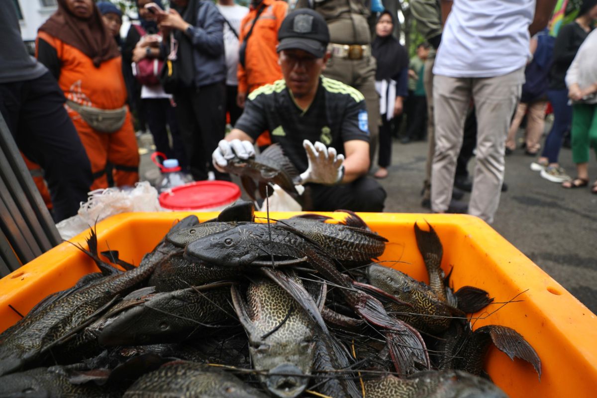 Suckerfish contains protein and heavy metals