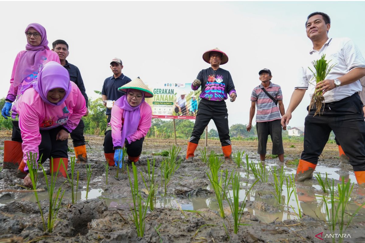Strengthening Food Security, East Jakarta Plants Corn and Vegetables at 162 Locations