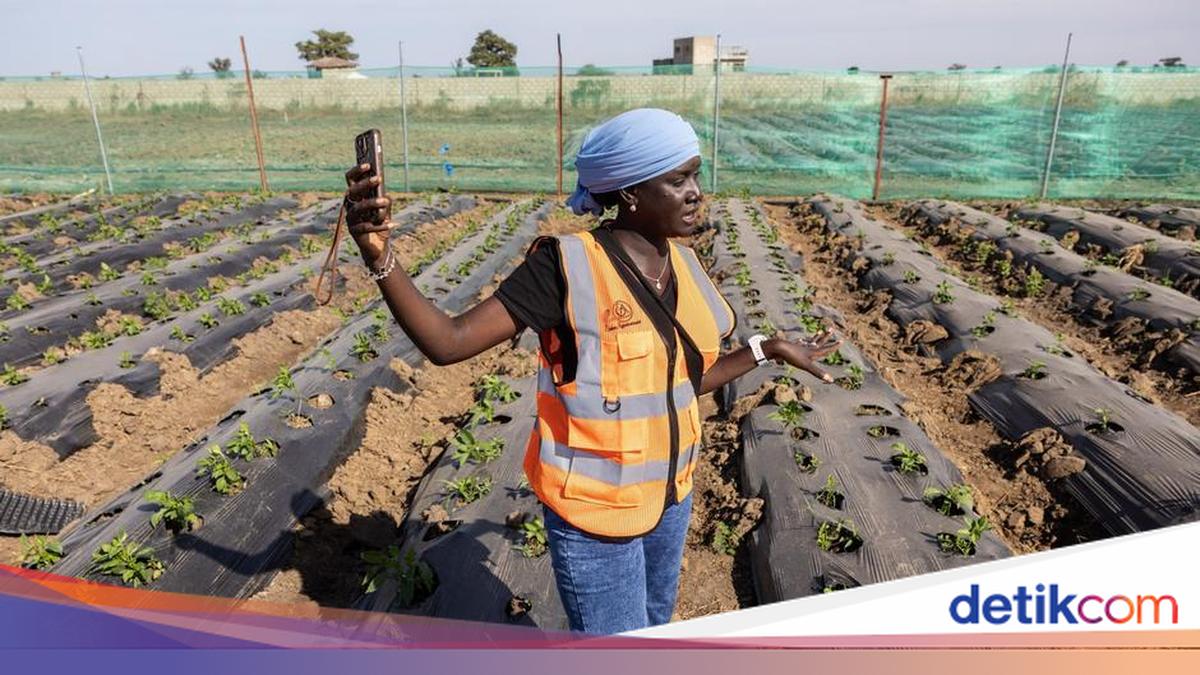 How Africa is Facing the Fertiliser Crisis from the Hormuz Blockade