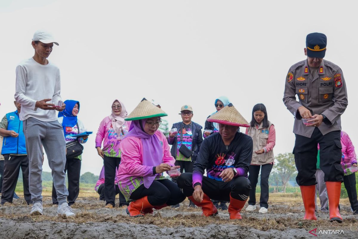 East Jakarta City Government Targets 20-Ton Rice Harvest from Simultaneous Planting Initiative