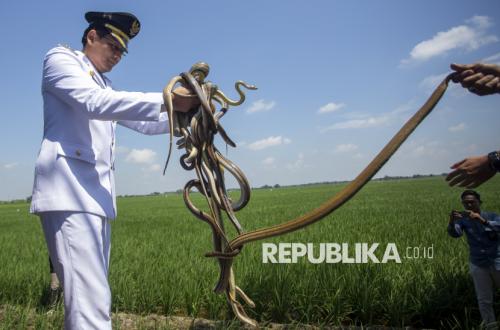 Frustrated at Not Meeting Regent Lucky Hakim, Protesters Throw Field Snakes at Indramayu Pendopo