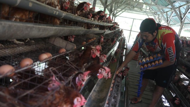 Poultry Farmers Reject Foreign Investors Entering the Egg Industry, Here's Why