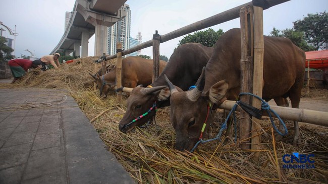 Traders Widely Selling Bima Cattle in Jakarta, Prices Are As Follows
