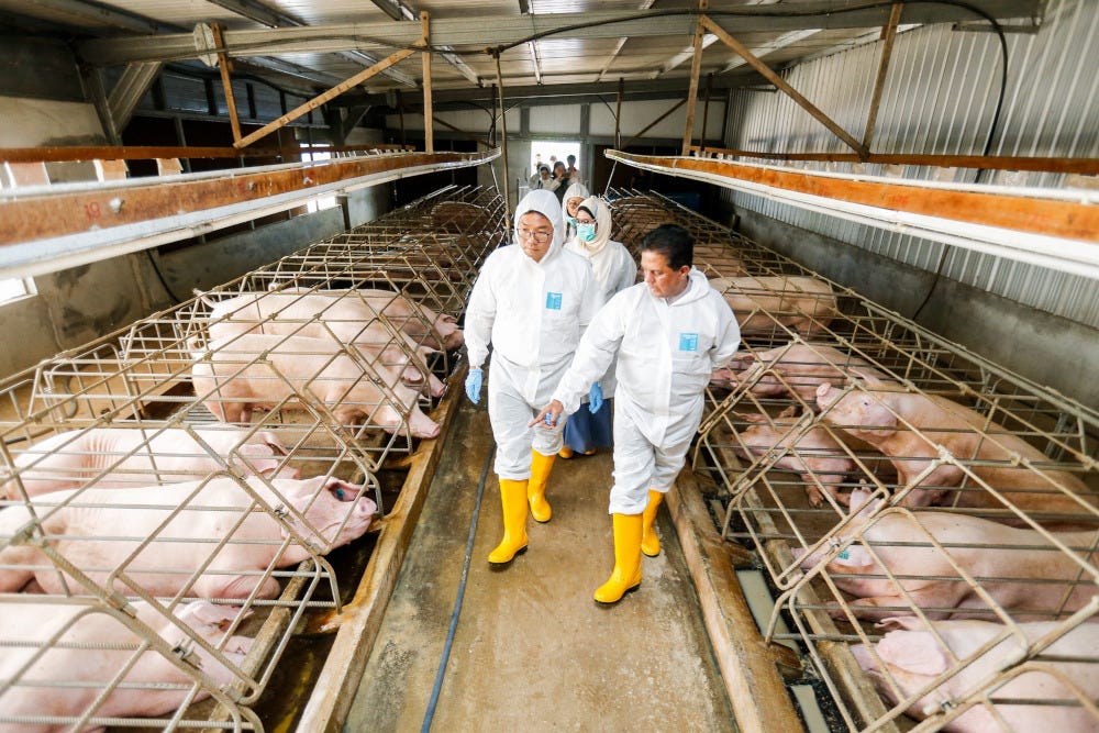 Anwar in No-Win Confrontation Over Pig Farming