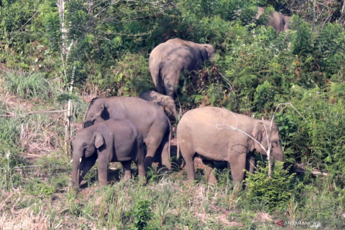 Residents of Aceh Jaya Disturbed by Wild Elephant Re-entering Settlements