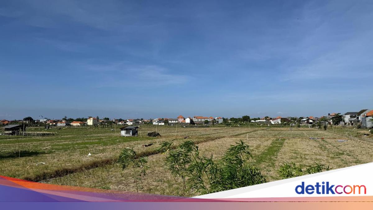 BUPDA Intaran Aims to Preserve Remaining 80 Hectares of Subak Land
