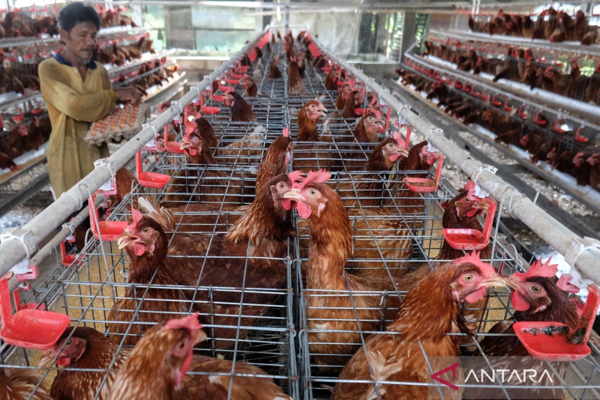 BGN instructs East Java SPPG to optimise egg menus to stabilise prices