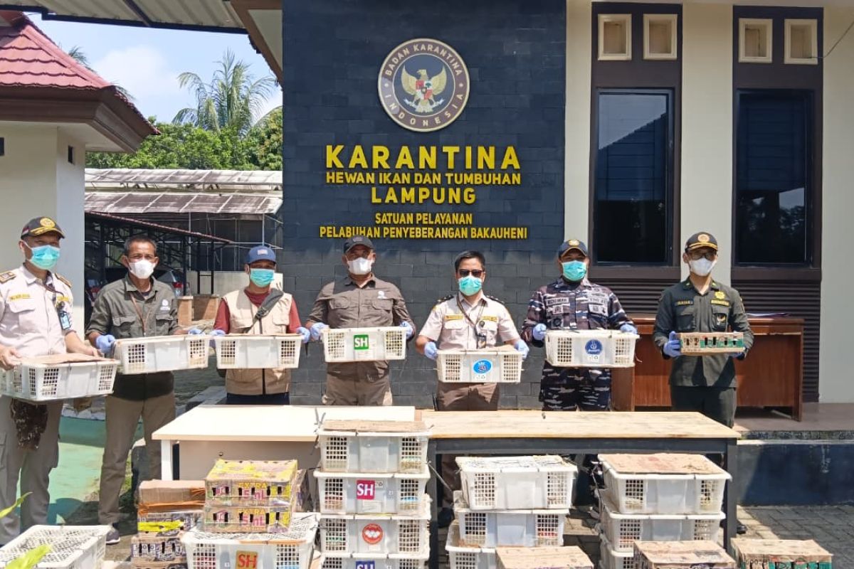 Lampung Quarantine Thwarts Smuggling of 620 Wild Animals