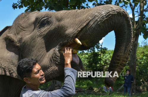 Government to Save Sumatran and Kalimantan Elephants, with Only 21 Habitat Pockets Remaining