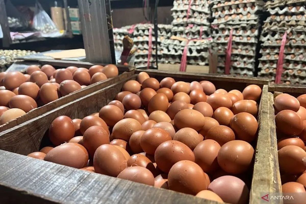 Ministry of Agriculture and National Food Agency Strengthen Egg Absorption from Farmers in Magetan