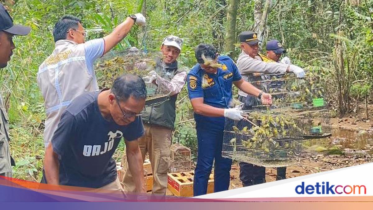 Smuggling Attempt Fails: 1,088 Songbirds Returned to Natural Habitat in Labuan Bajo
