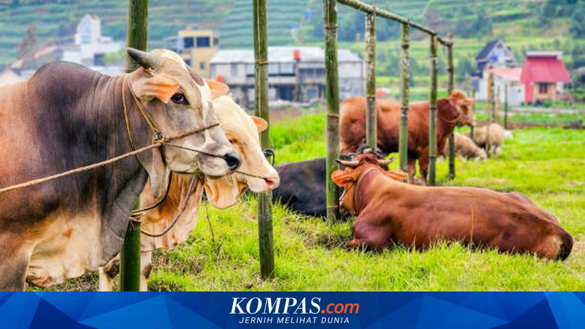 Chinese Importers Ready to Pay More for Environmentally Friendly Beef