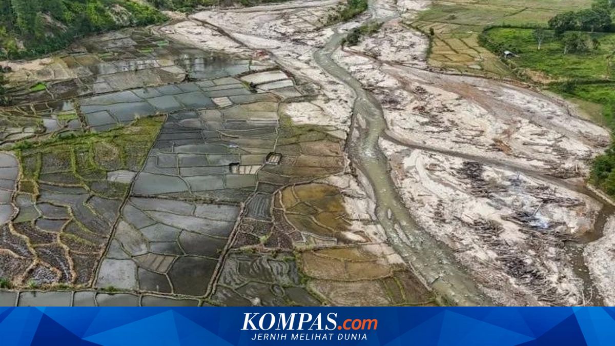 Recovery of Flood-Affected Rice Fields Shows Progress, Thousands of Hectares Begin Planting