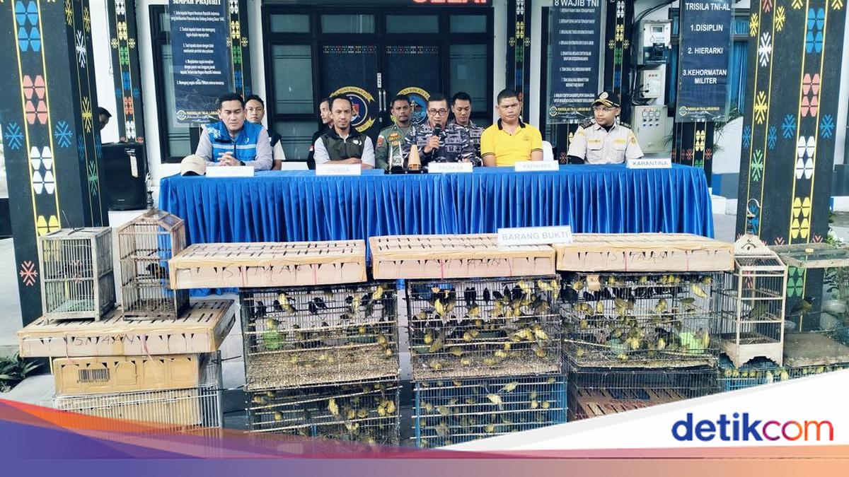 Endemic Flores Birds Smuggled to Be Sold in Surabaya for Rp 550,000 Each