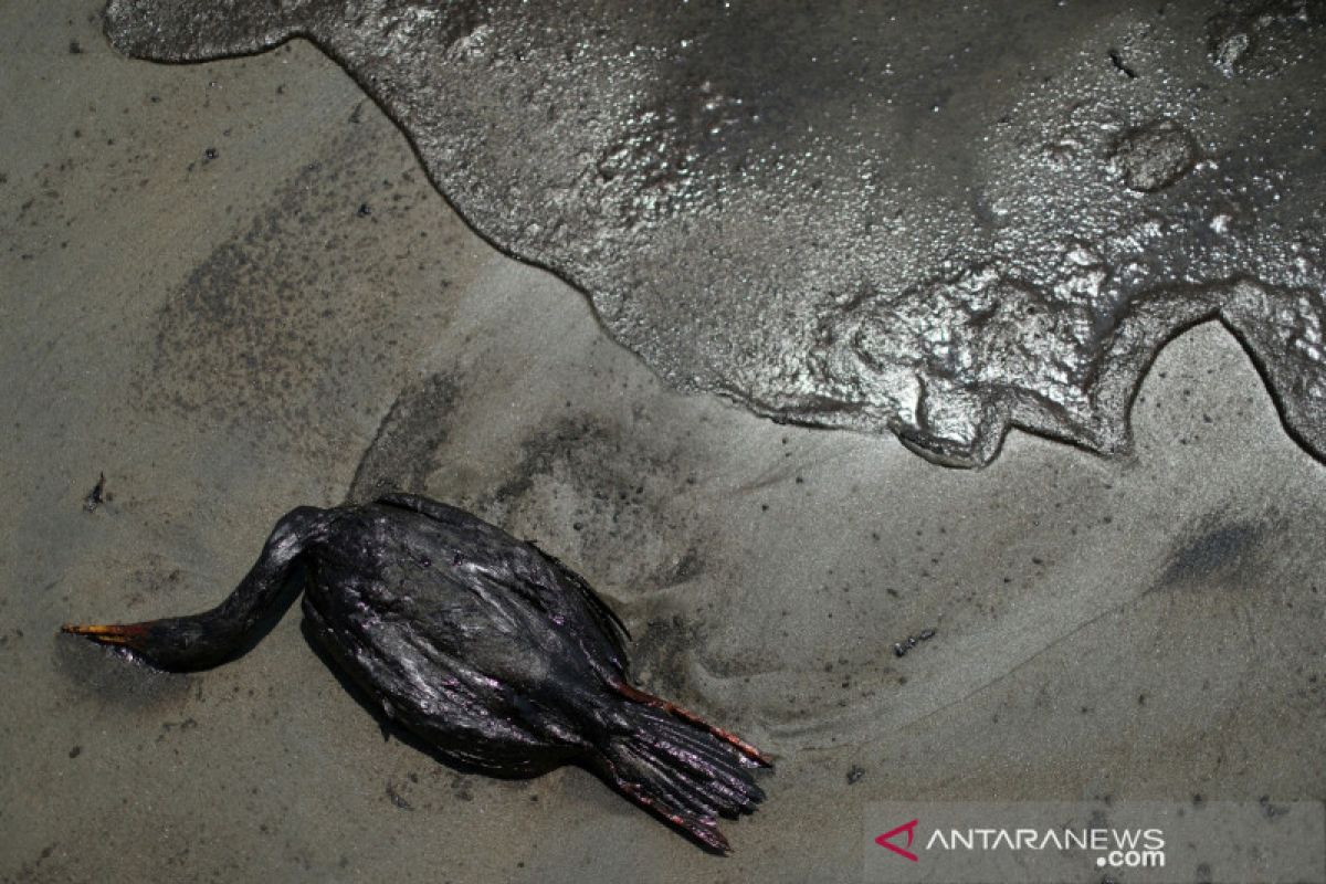 Oil spill pollutes Venezuela's coastal region