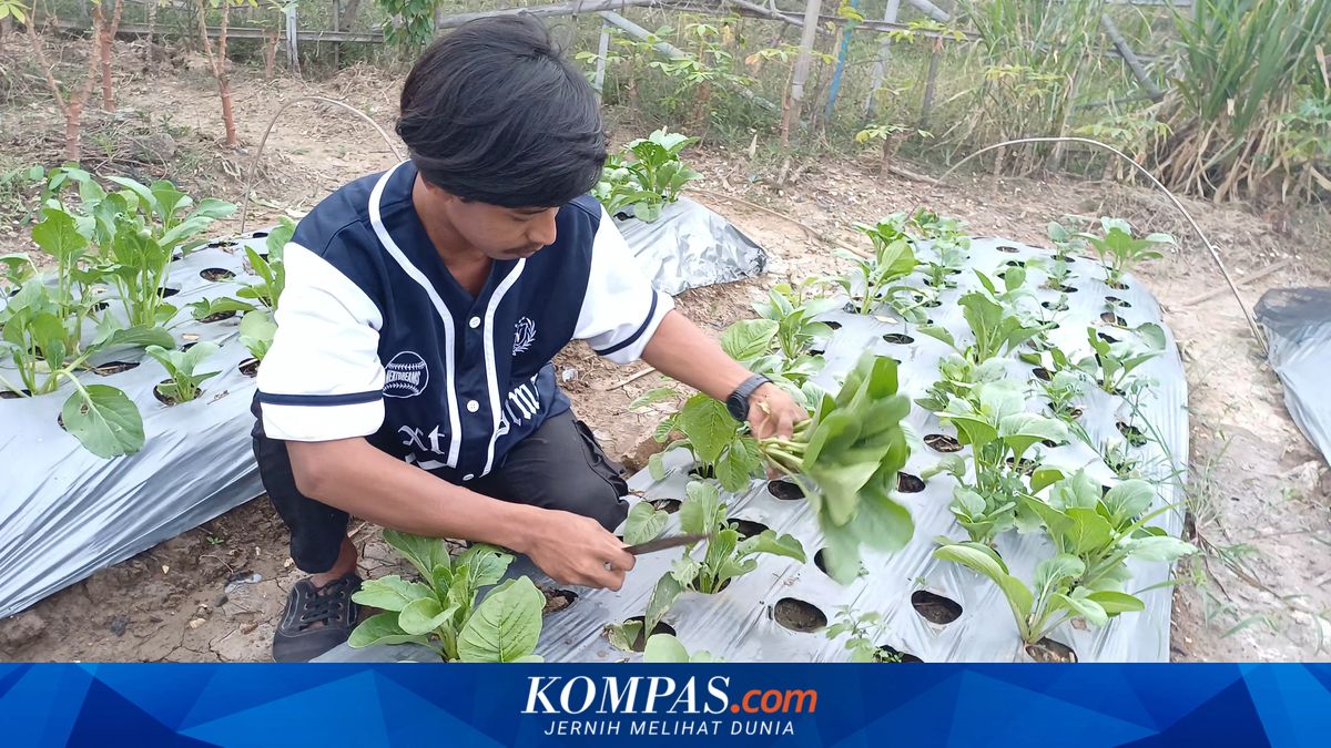 The Story of Dwi Angga, the Gen Z Farmer from Rawa Malang in North Jakarta Who Transformed a Shabby Plot into a Thriving Space