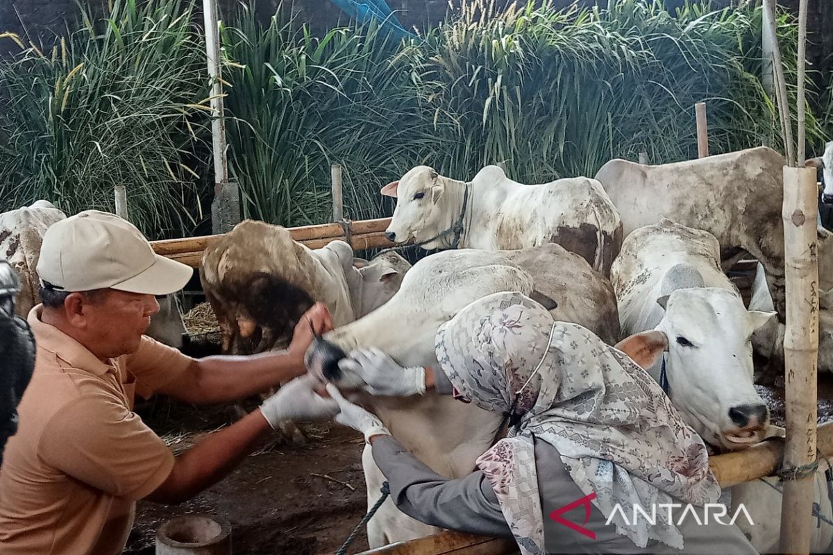 Two Bantul cows pass selection to become President Prabowo's sacrificial animals