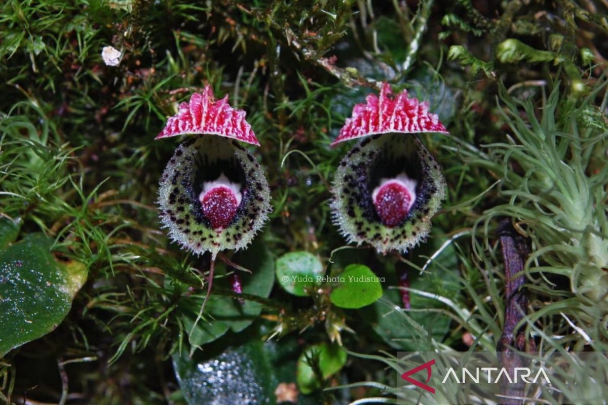 BRIN Documents Ten New Orchid Species Records in Indonesia
