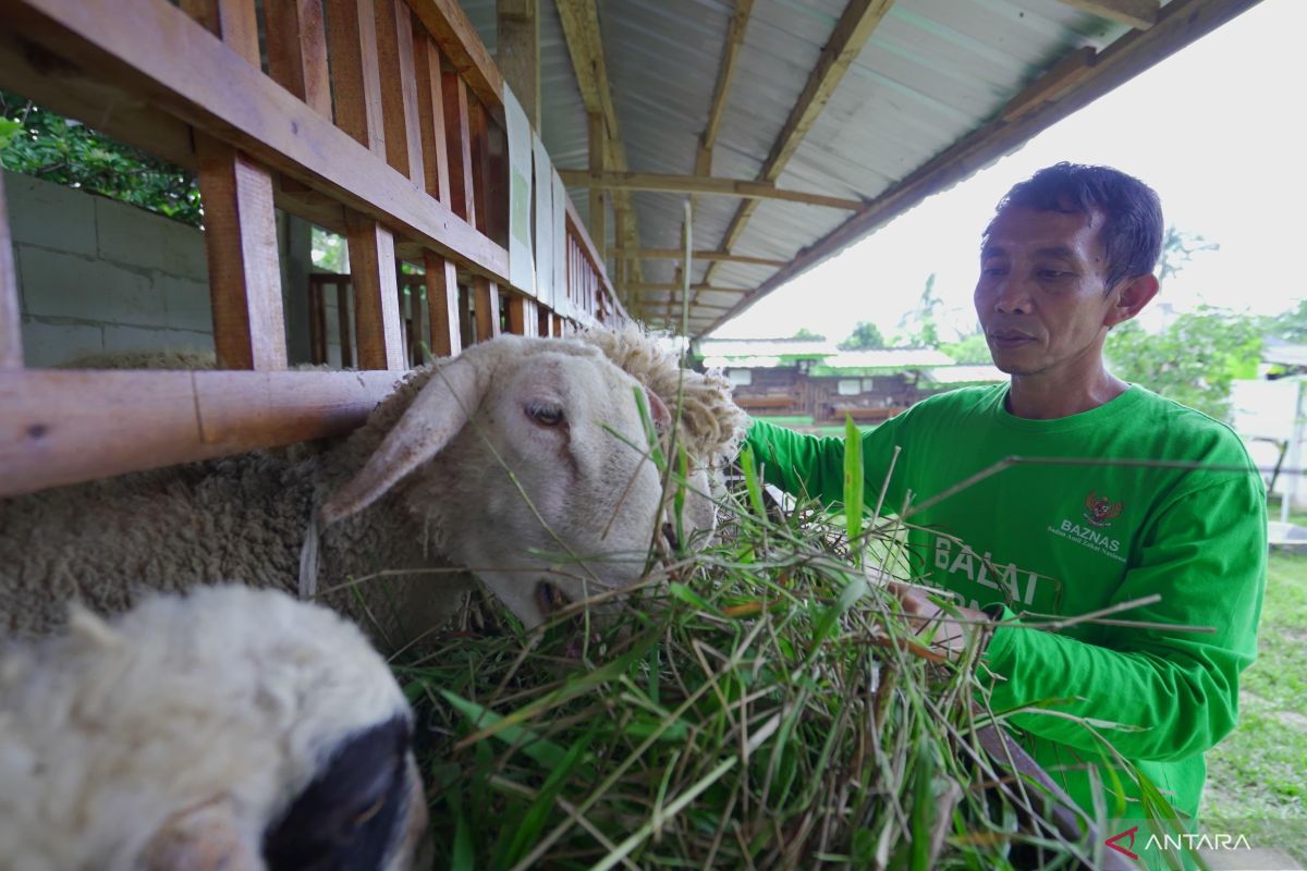 Baznas RI Develops Meaningful and Broad-Impact Qurban Services