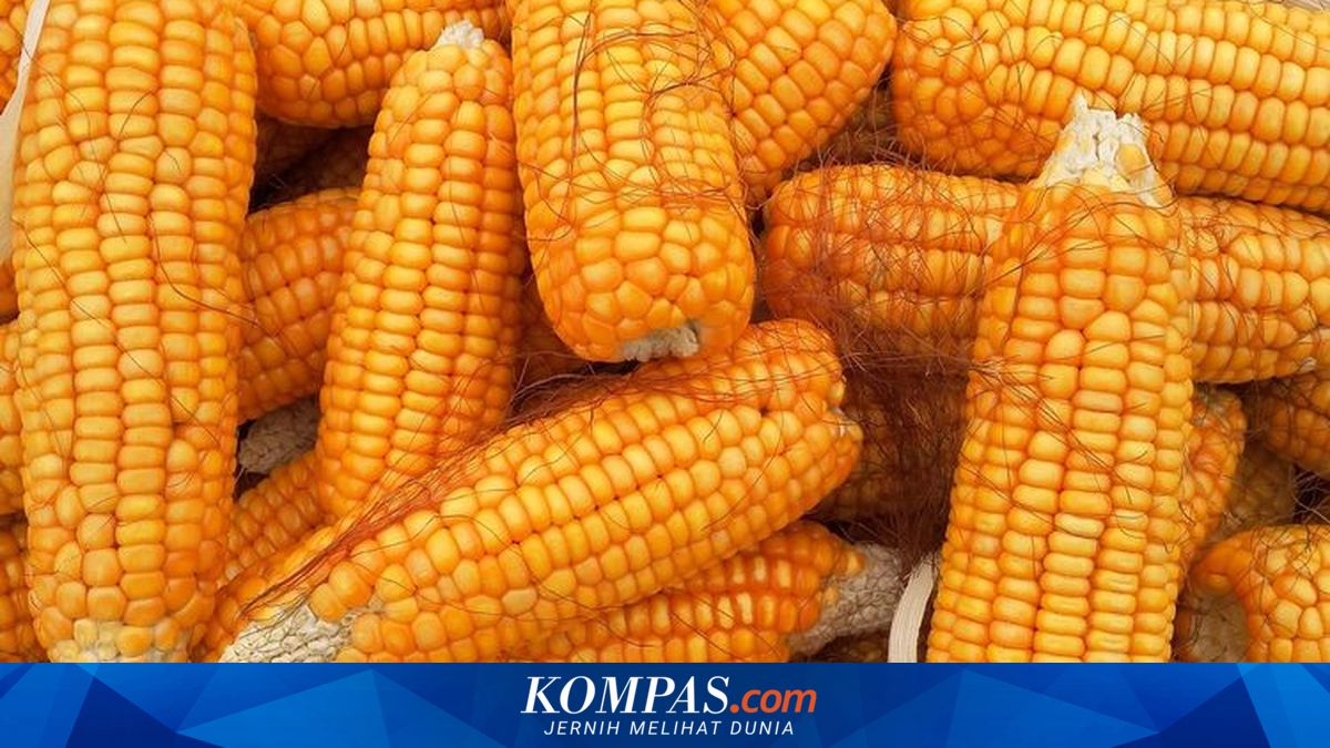 Bulog Absorbs Nearly 300,000 Tonnes of Corn, Highest in 59 Years