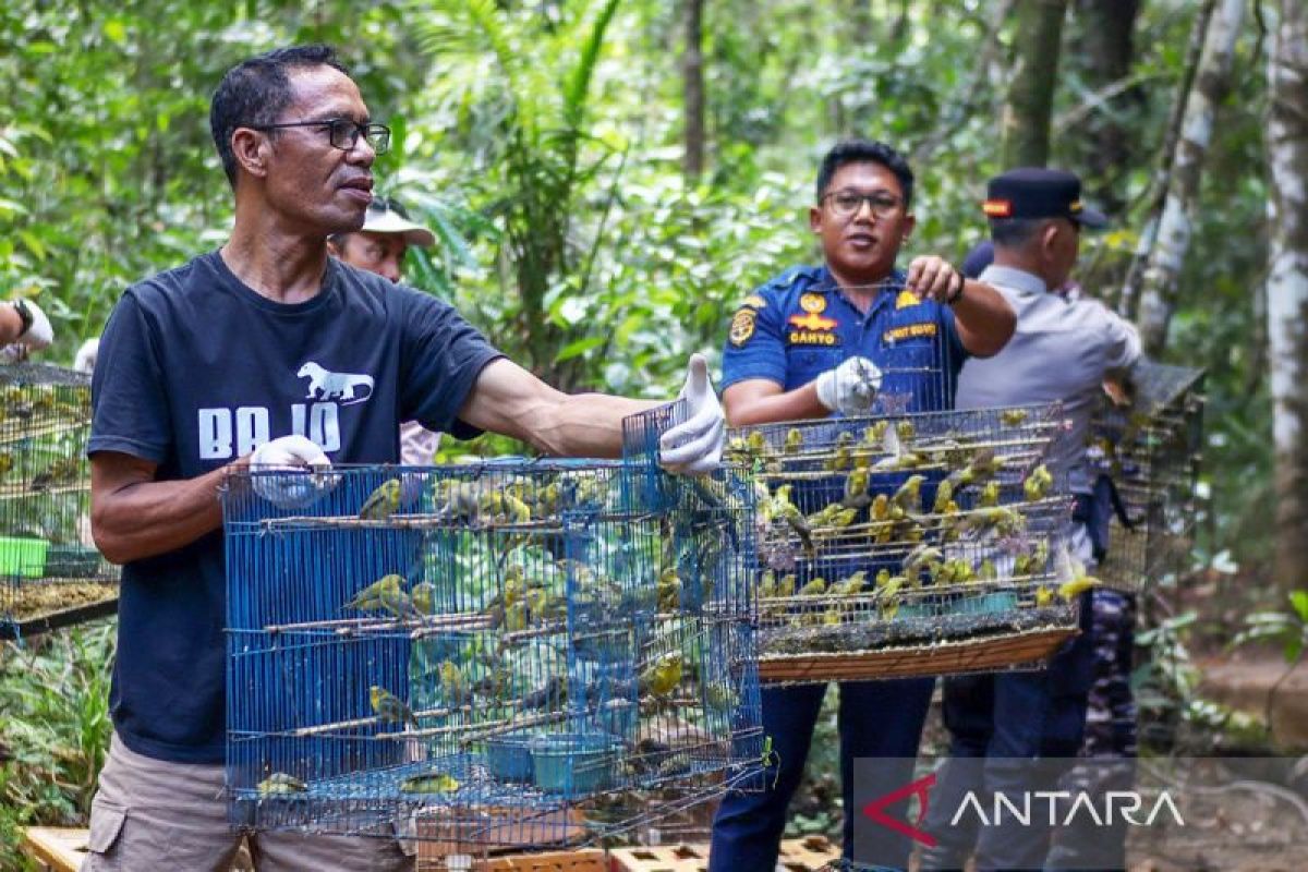 NTT BKSDA Releases 1,000 Birds into the Wild in West Manggarai