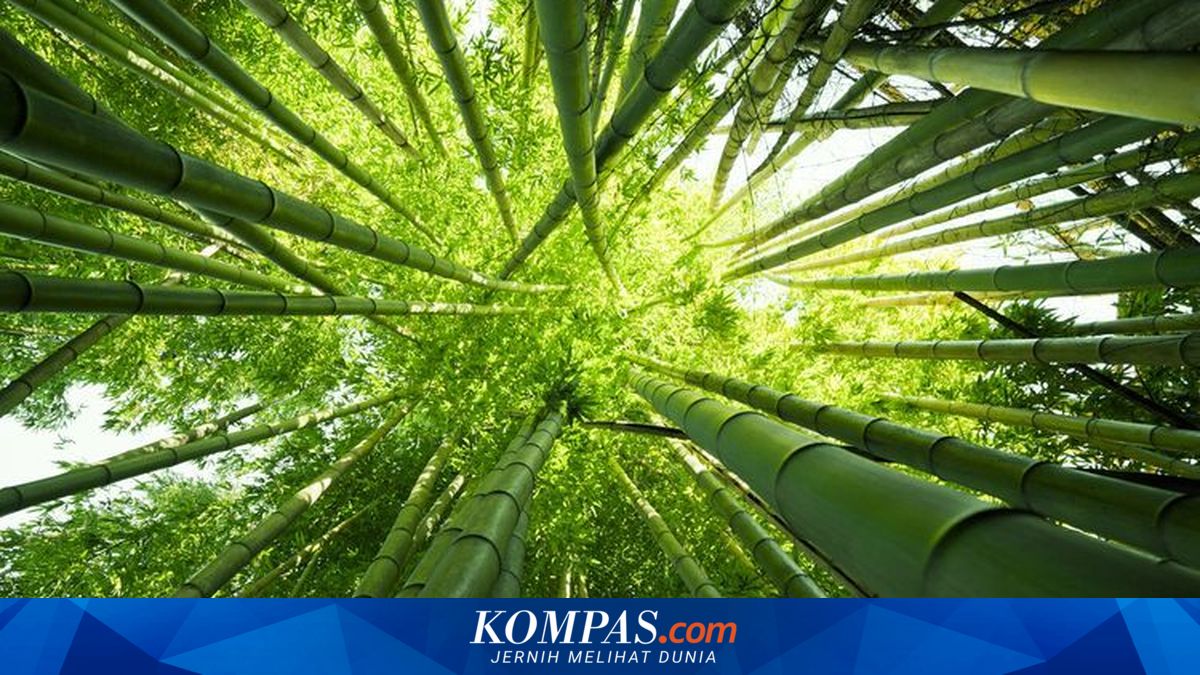 10 Million Bamboo Poles for Semarang-Demak Toll Road Sourced from Wonogiri, Magelang, and Purworejo