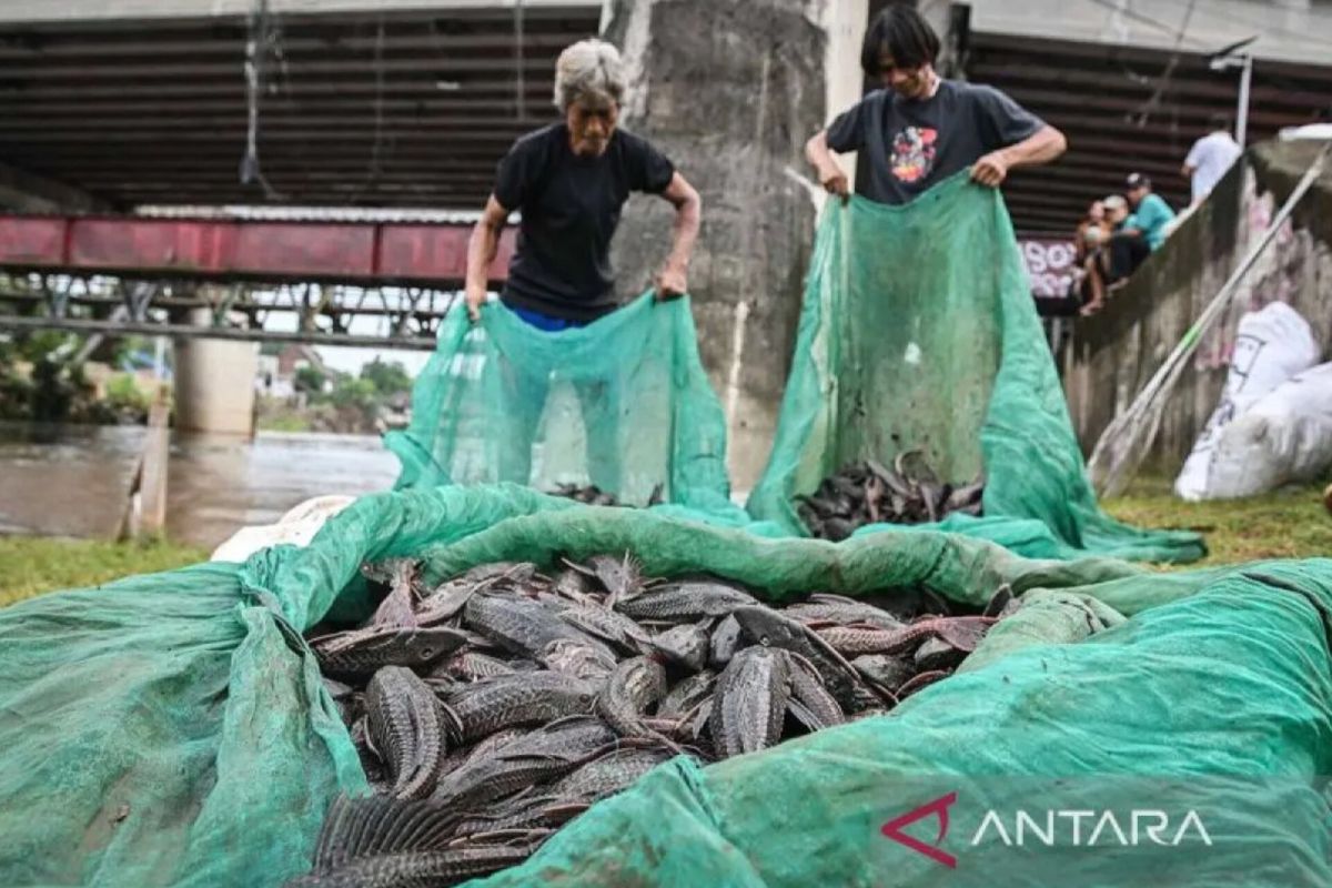 Jakarta East City Government Says Janitor Fish Indicate River Emergency ...