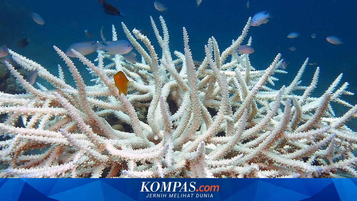 Semarang-Demak Toll Road Bamboo Could Become Coral Reefs