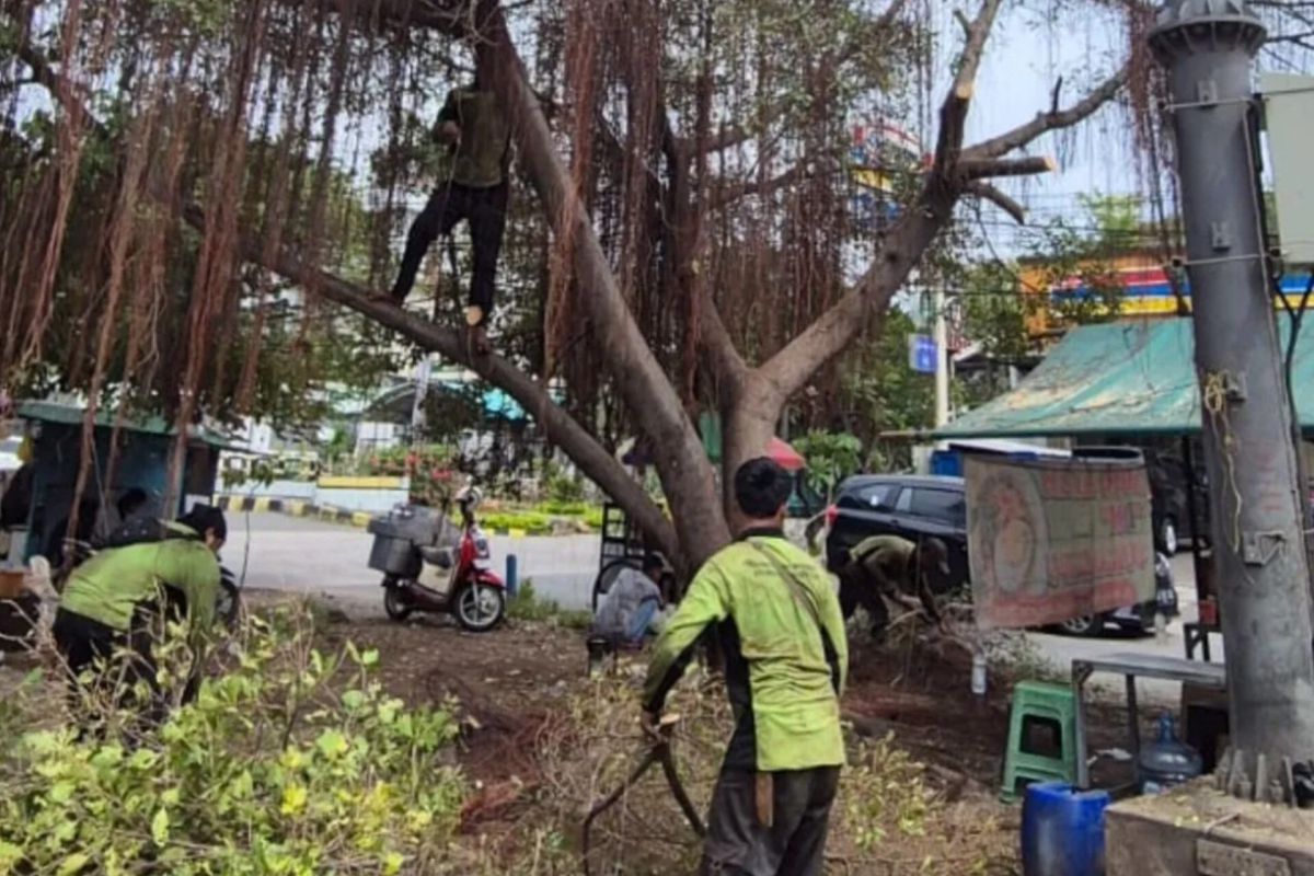 Jakut Parks and City Forestry Sub-District Office Handles 2,377 Problematic Trees Through 2026