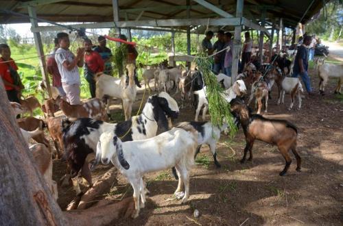 Paying Debts or Performing Qurban: Which Should Take Priority?