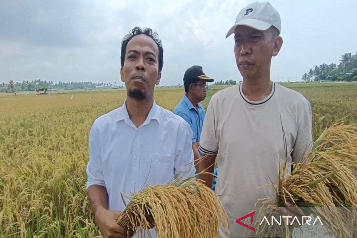 South Lampung Farmers Develop Biosaline Rice on Former Shrimp Pond Land