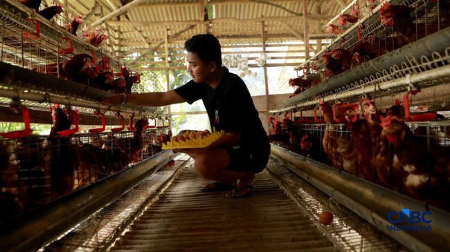 Feed Prices Rise as Egg Prices Plummet, Poultry Farmers Squeezed!