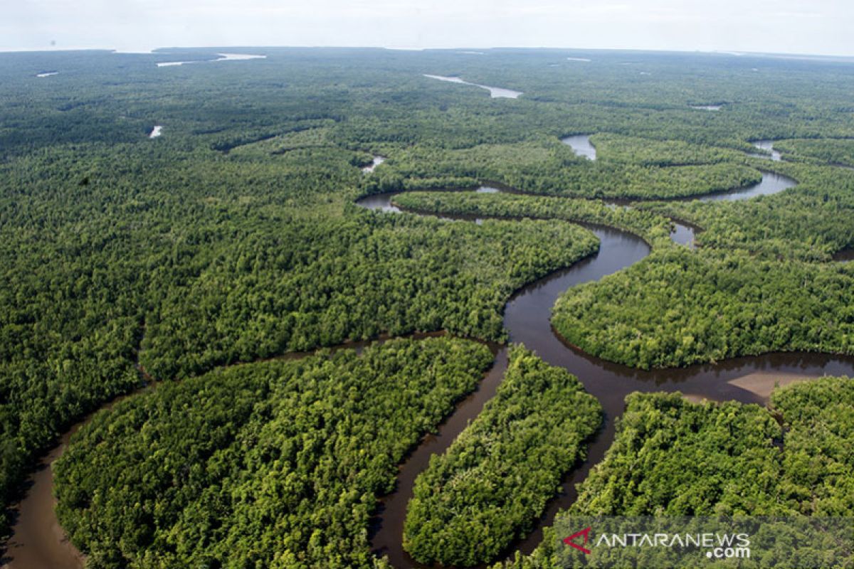 Forestry sector to contribute 60 per cent to Indonesia's emissions cut