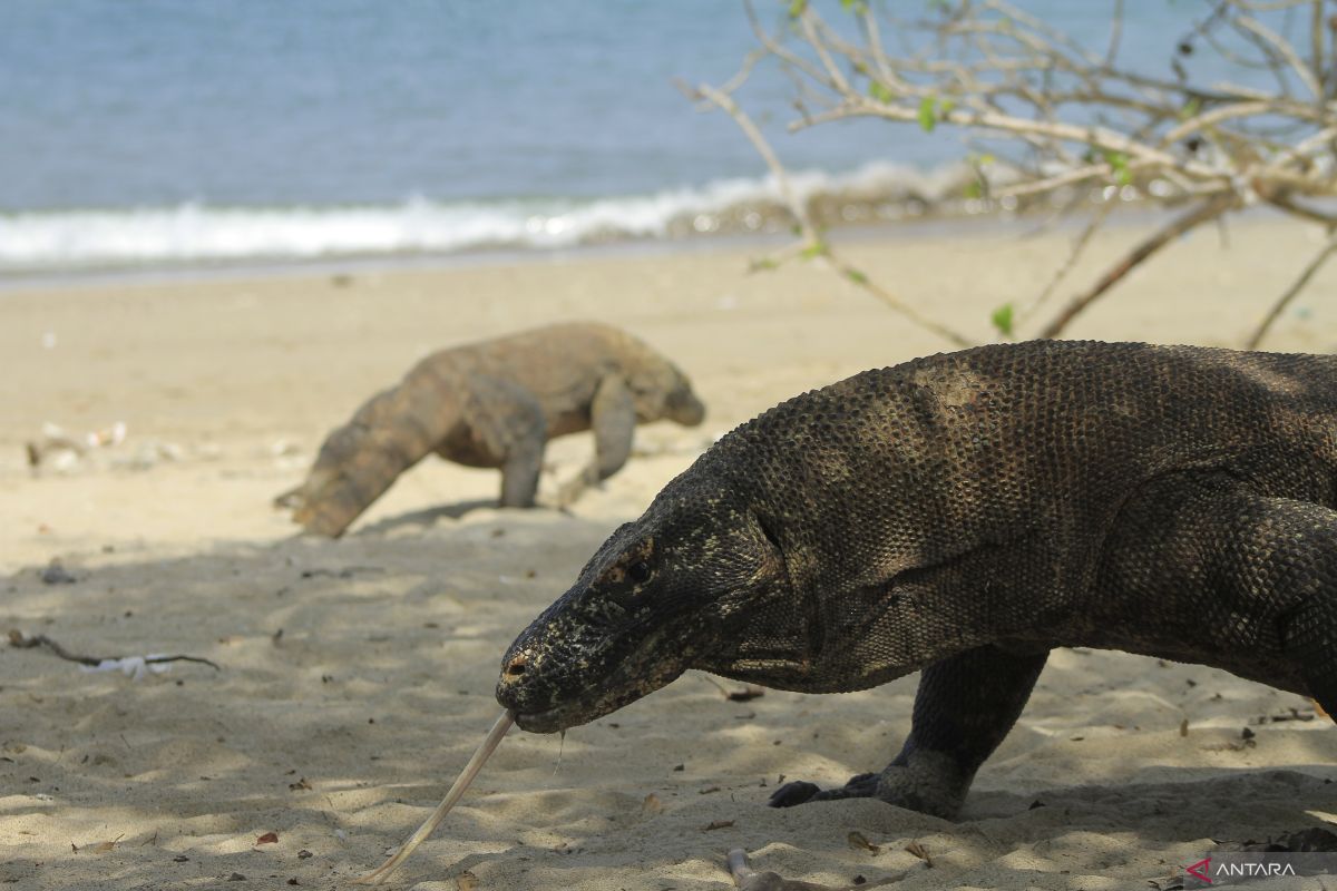 Indonesia eyes ex-situ conservation for Komodo dragons