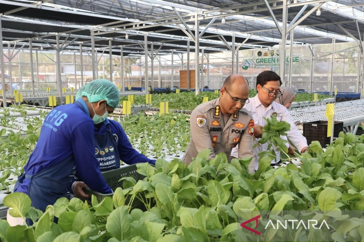 Metro Jaya Police's SPPG Harvests Vegetables and Fish for 2,529 Beneficiaries