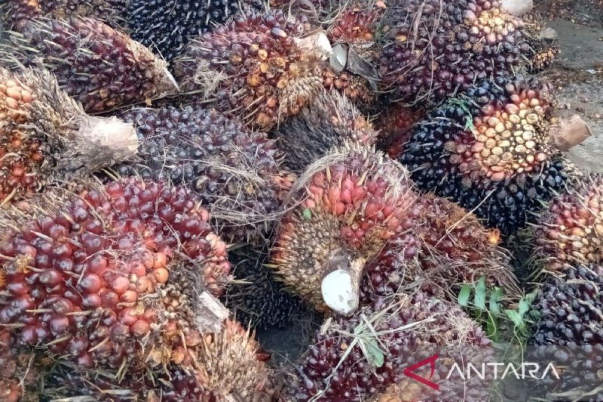 Experts Assess Upstream Palm Oil Improvements as Crucial for B50 Biodiesel Mandate