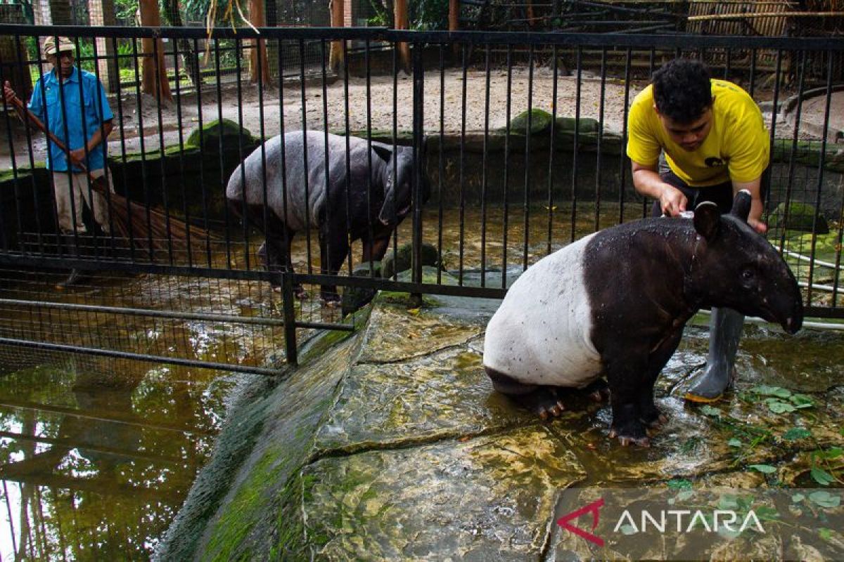 Bandung City Government Targets Completion of Bandung Zoo Management Tender by End of May
