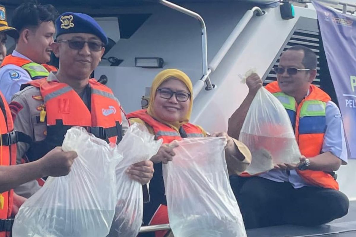 183 Napoleon wrasse released in Pulau Panggang Protection Area