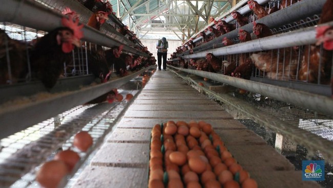 Indonesia's Egg Production Boom Floods Farmers' Stock with Surplus