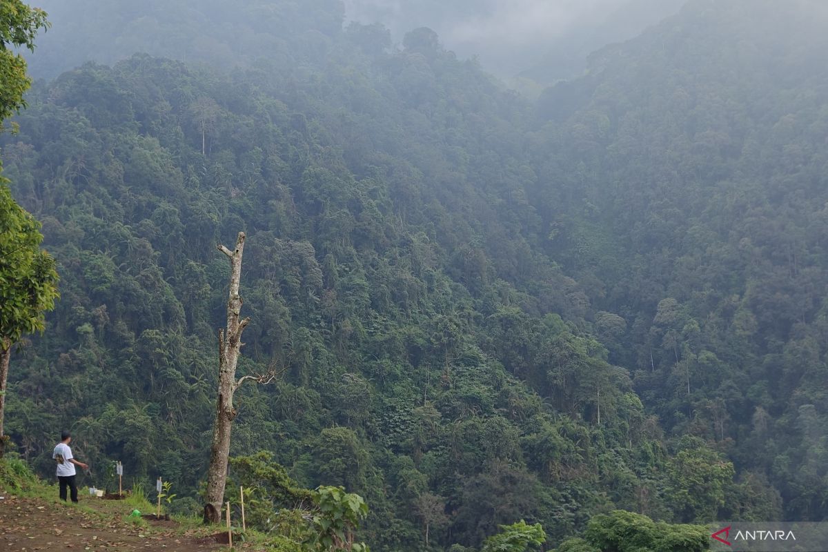 KIP: Forestry information falls under mandatory immediate disclosure category
