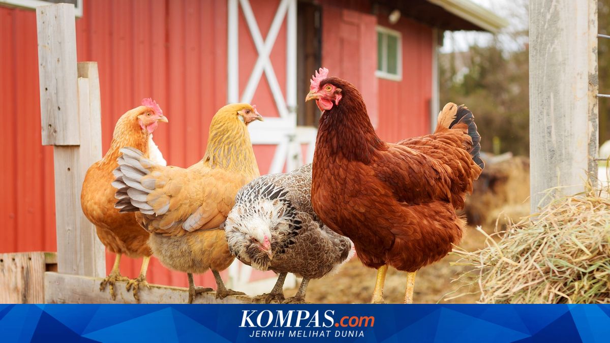 Kadin Comments on Reports of Chinese Investor Planning Rp 1.4 Trillion Chicken Farm
