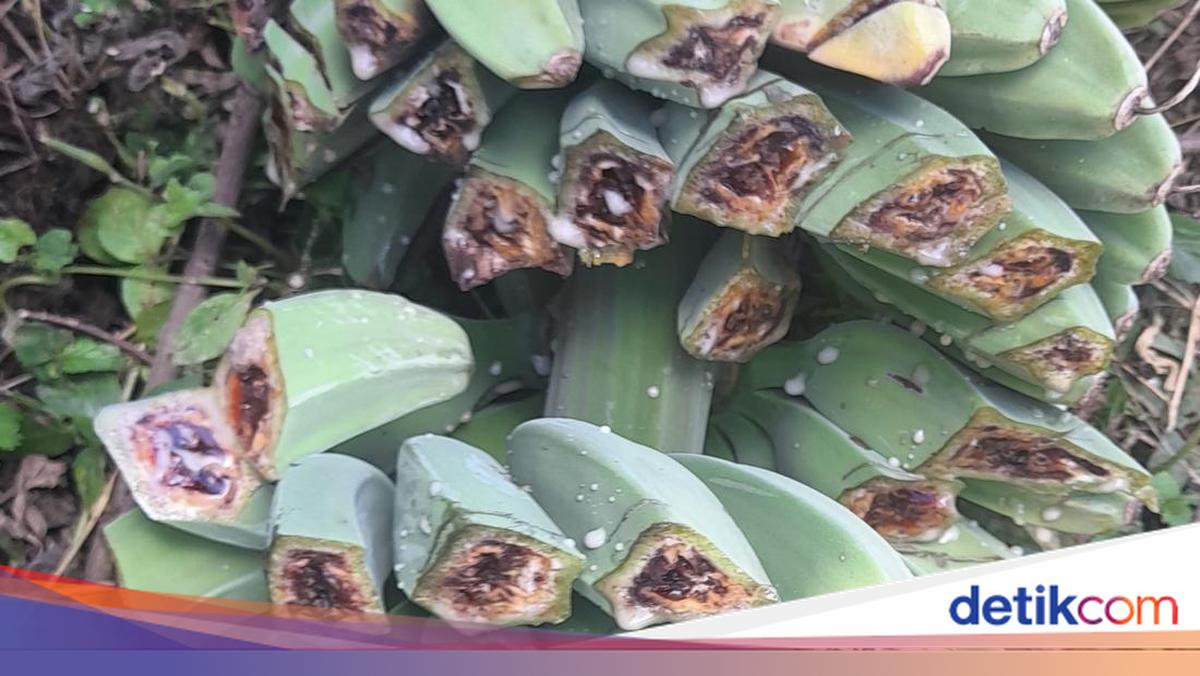 Banana Blood Disease Also Spreads in Lembata
